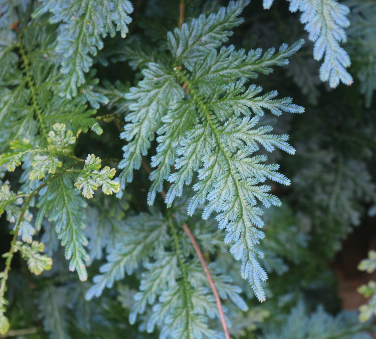 Selaginella willdenowii (Desv.) Baker